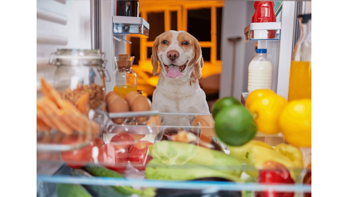 a los perros les gustan las manzanas